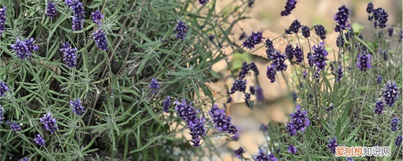 刚买的薰衣草怎么养 新买的薰衣草怎么养