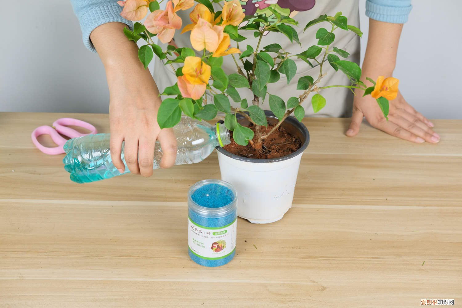 新买的三角梅怎么养才能开花 新买的三角梅怎么养