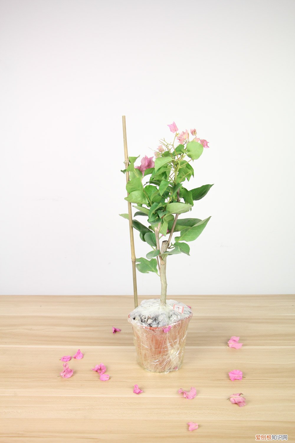 新买的三角梅怎么养才能开花 新买的三角梅怎么养