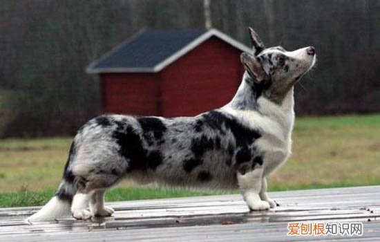 城里能养德牧吗现在 城里能养德牧吗