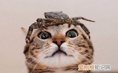 宠物猫能吃螃蟹吗 猫能吃螃蟹吗，猫