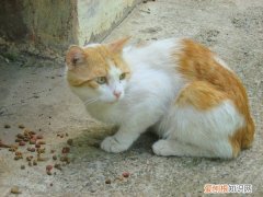 猫咪有什么不能吃的水果 什么水果是猫咪不能吃的，猫