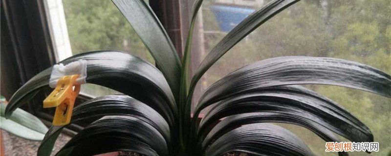 新买君子兰的养殖方法和注意事项 新买的君子兰怎么养