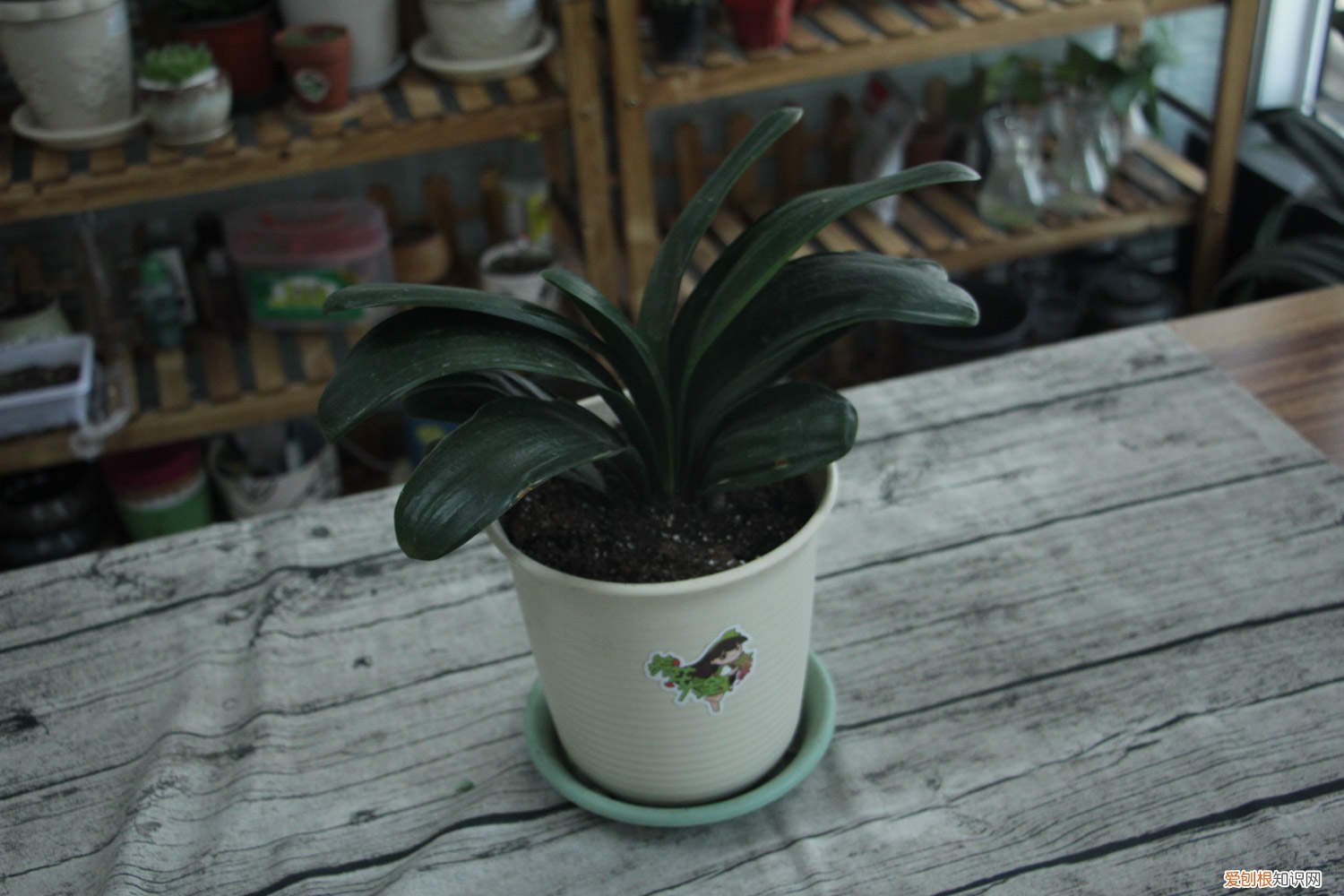 新买君子兰的养殖方法和注意事项 新买的君子兰怎么养