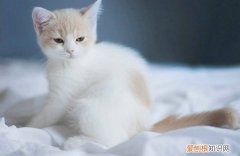 猫能带上火车吗? 猫能带上火车吗，猫