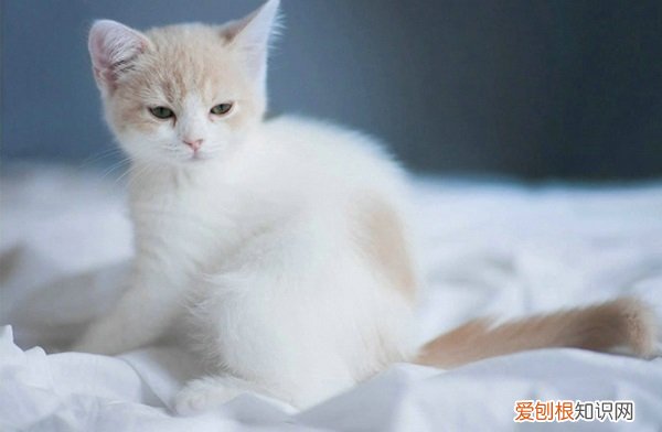 猫能带上火车吗? 猫能带上火车吗，猫