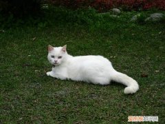 猫受了内伤了能自愈吗 猫受伤了能自愈吗，猫