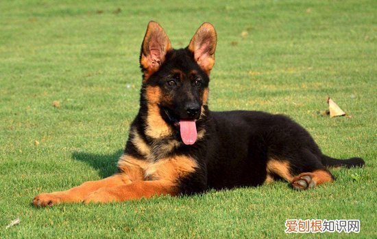 比特犬咬伤人 比特犬什么情况下咬人