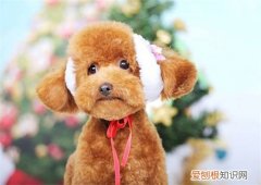 泰迪到底聪明吗 泰迪聪明吗通人性吗