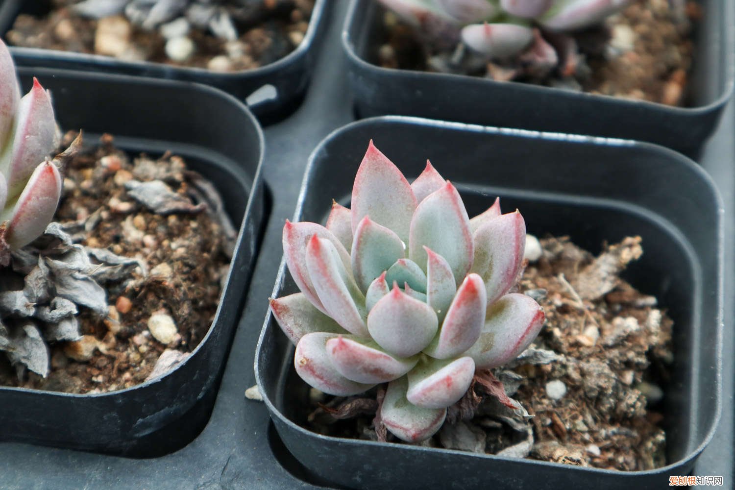 新买的多肉植物怎么养 新买的多肉怎么养