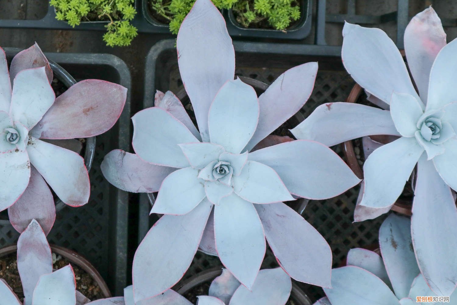 新买的多肉植物怎么养 新买的多肉怎么养