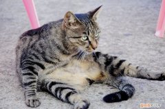 土猫为什么不发腮 土猫可以发腮吗，猫