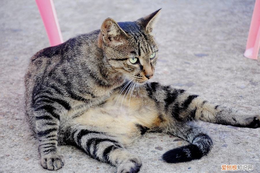 土猫为什么不发腮 土猫可以发腮吗，猫