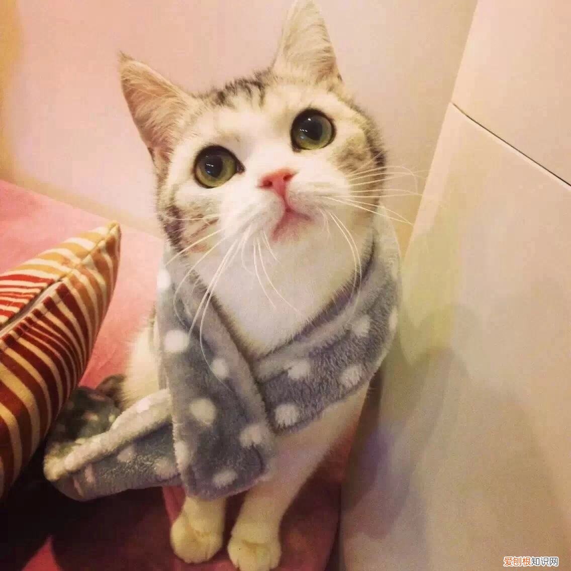 给猫可以用人的沐浴露吗 猫能不能用人的沐浴露，猫