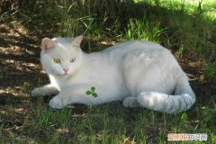 猫年龄 体重 猫体重年龄对照表,猫