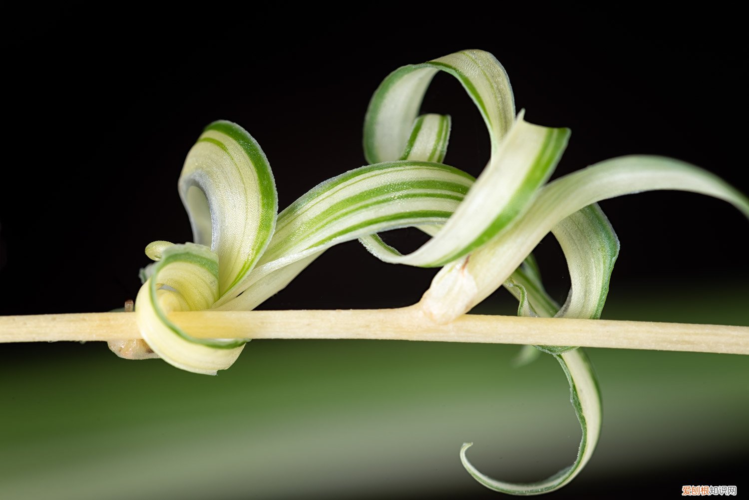 刚买回来的吊兰怎么养 新买的吊兰怎么养