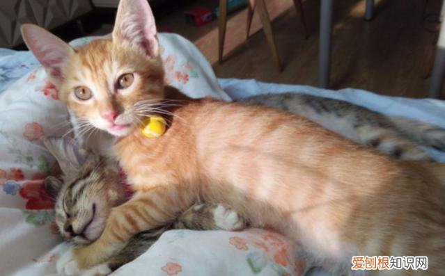 家养宠物猫抓伤需要打针吗 家养的猫抓伤要打针吗，猫