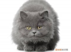 英国短毛猫好养么 英国短毛猫饲养容易吗，猫