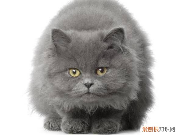 英国短毛猫好养么 英国短毛猫饲养容易吗，猫