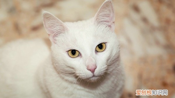 小猫的肚子一直在咕咕叫是怎么回事 小猫肚子一直咕咕叫,猫