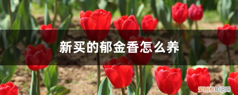 鲜花郁金香怎么养 新买的郁金香怎么养