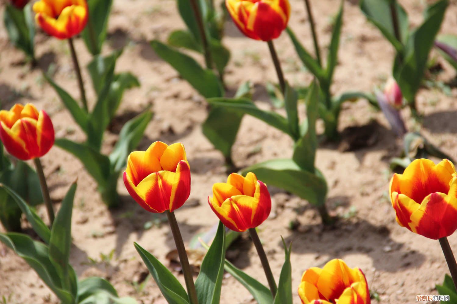 鲜花郁金香怎么养 新买的郁金香怎么养