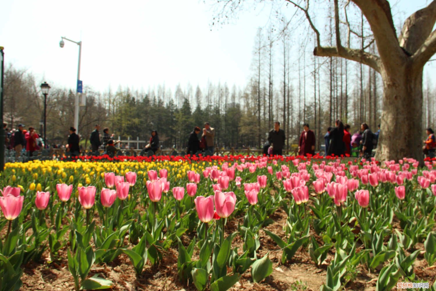 鲜花郁金香怎么养 新买的郁金香怎么养