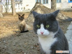 猫吃草是什么情况 猫吃草是怎么回事，猫