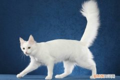 猫睡在枕头边说明什么 猫睡在枕头旁说明什么，猫