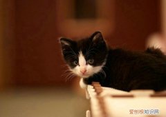 母猫一定要绝育么 母猫要绝育吗，猫