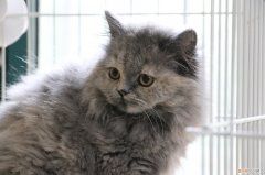 英短蓝乳猫是不是杂交品种 英短蓝乳猫是不是杂交