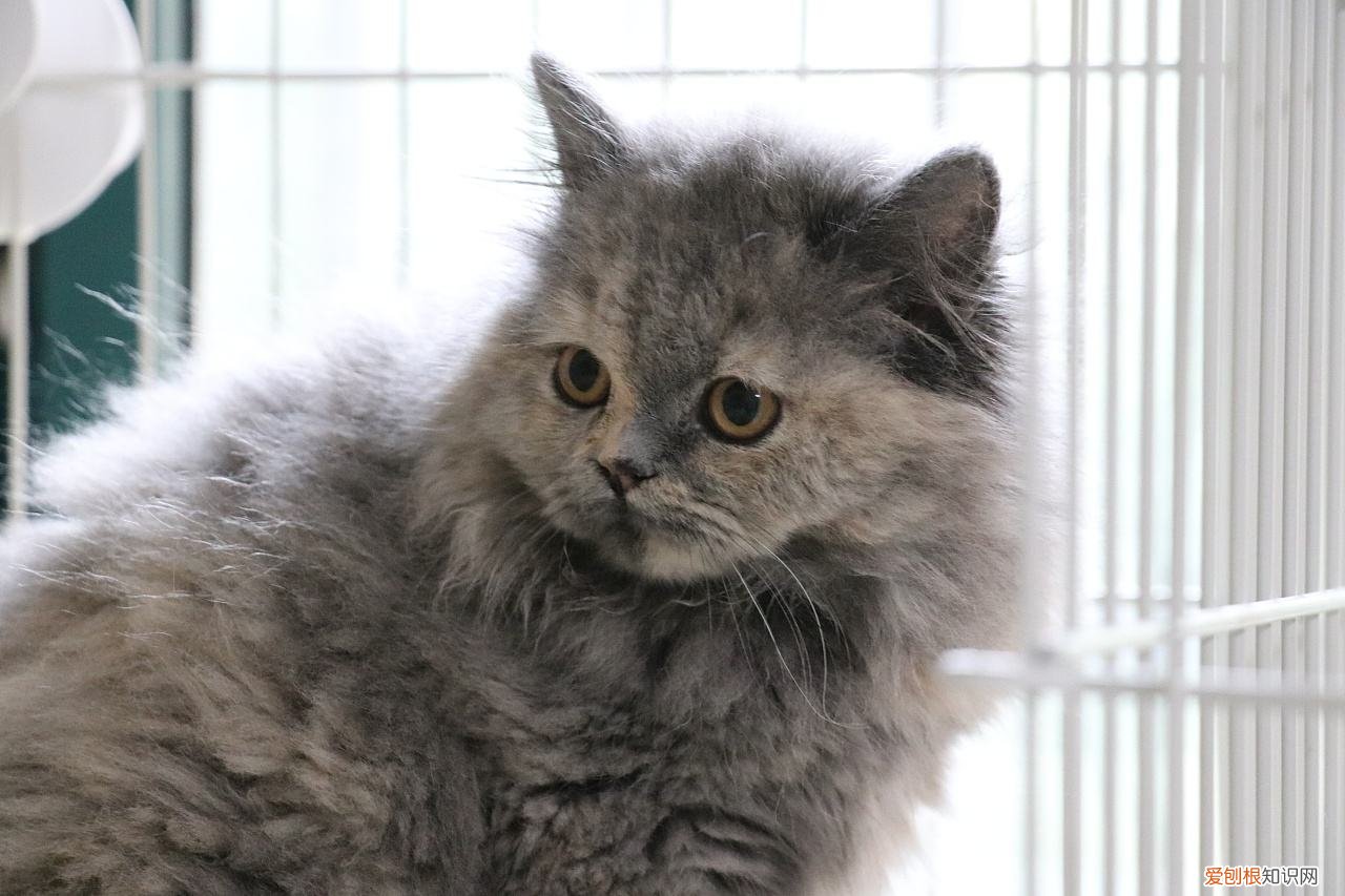 英短蓝乳猫是不是杂交品种 英短蓝乳猫是不是杂交