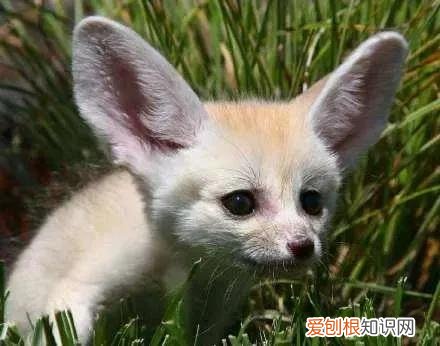 关于狗的冷知识太全了 狗狗冷知识科普，看完之后奇怪的知识又增加了！