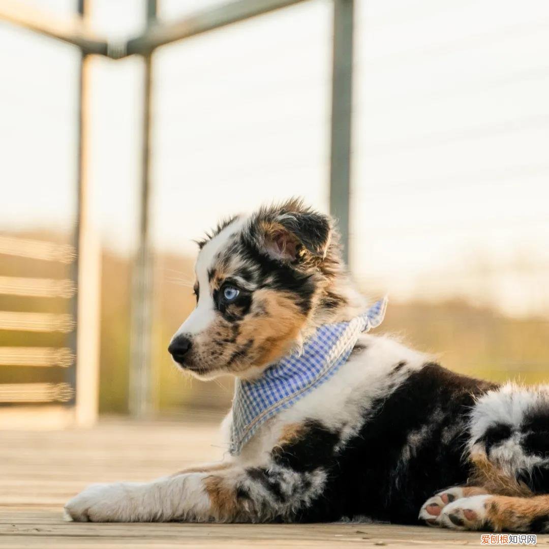 关于狗的冷知识太全了 狗狗冷知识科普，看完之后奇怪的知识又增加了！