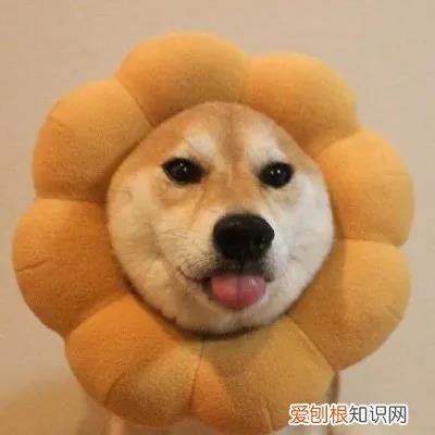 关于狗的冷知识太全了 狗狗冷知识科普，看完之后奇怪的知识又增加了！