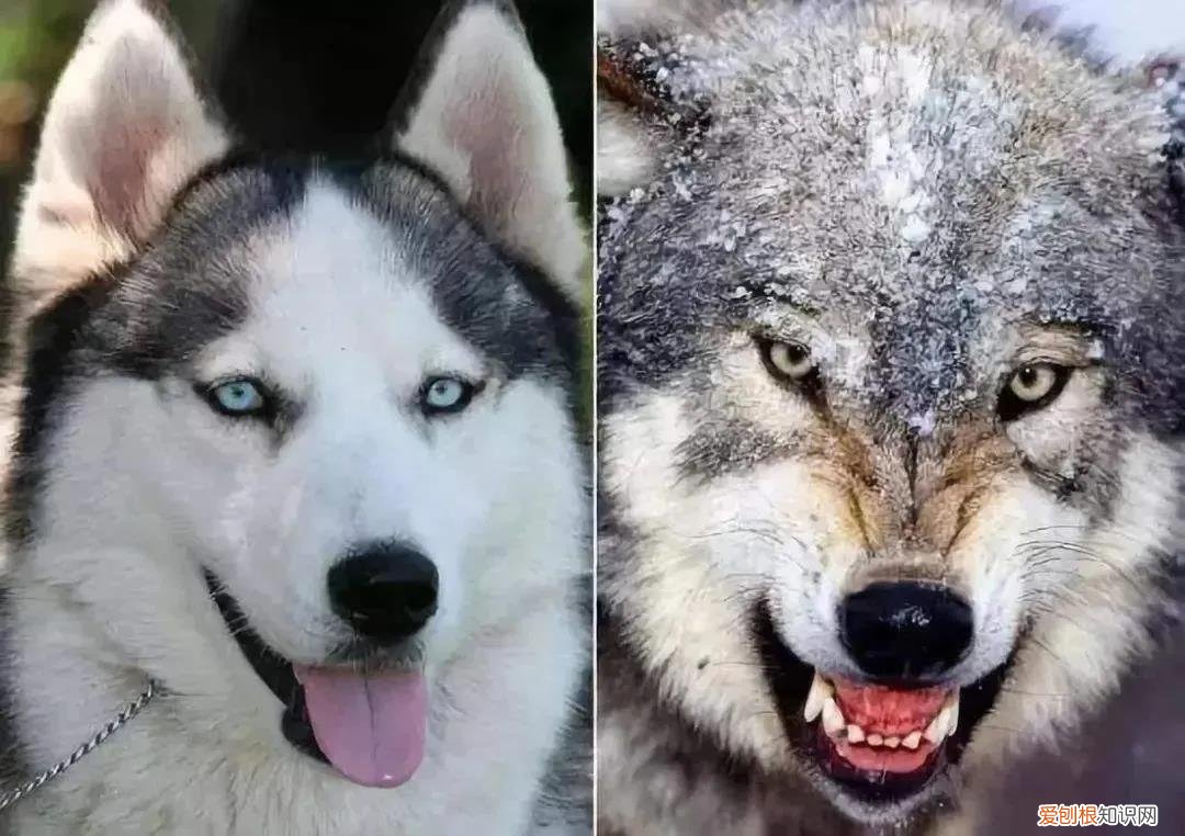 关于狗的冷知识太全了 狗狗冷知识科普，看完之后奇怪的知识又增加了！