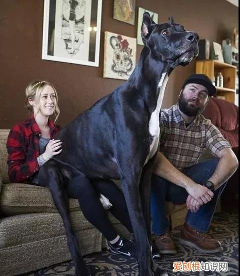 关于狗的冷知识太全了 狗狗冷知识科普，看完之后奇怪的知识又增加了！