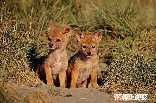 关于狗的冷知识太全了 狗狗冷知识科普，看完之后奇怪的知识又增加了！