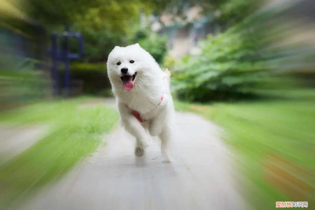 关于狗的冷知识太全了 狗狗冷知识科普，看完之后奇怪的知识又增加了！