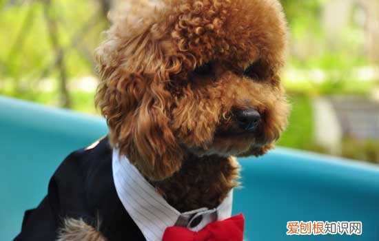 泰迪犬多大算成犬 泰迪狗狗多大算成犬