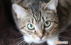 猫发出呼呼的声音是什么意思 猫咪呼呼呼的声音什么意思