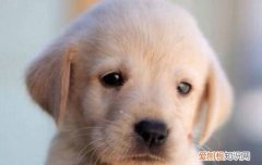 拉布拉多多大算是幼犬 拉布拉多狗狗多大算成犬