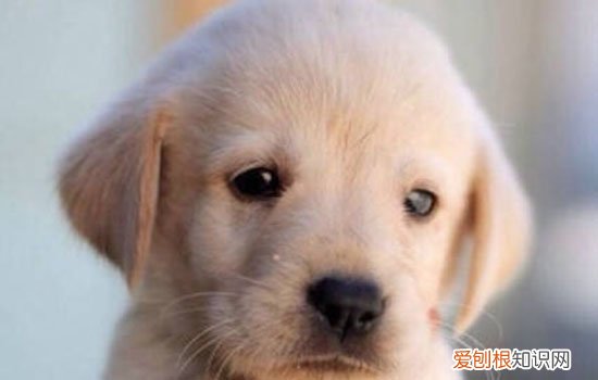 拉布拉多多大算是幼犬 拉布拉多狗狗多大算成犬