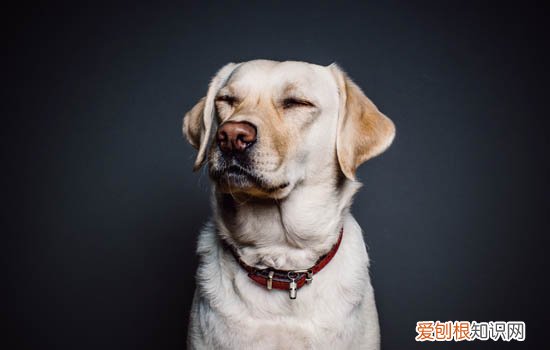 狗狗坐立不安不停换姿势哆嗦 狗狗坐立不安不停换姿势怎么回事