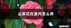 山茶花能在室内养吗 山茶花在室内怎么养，在家里养好不好