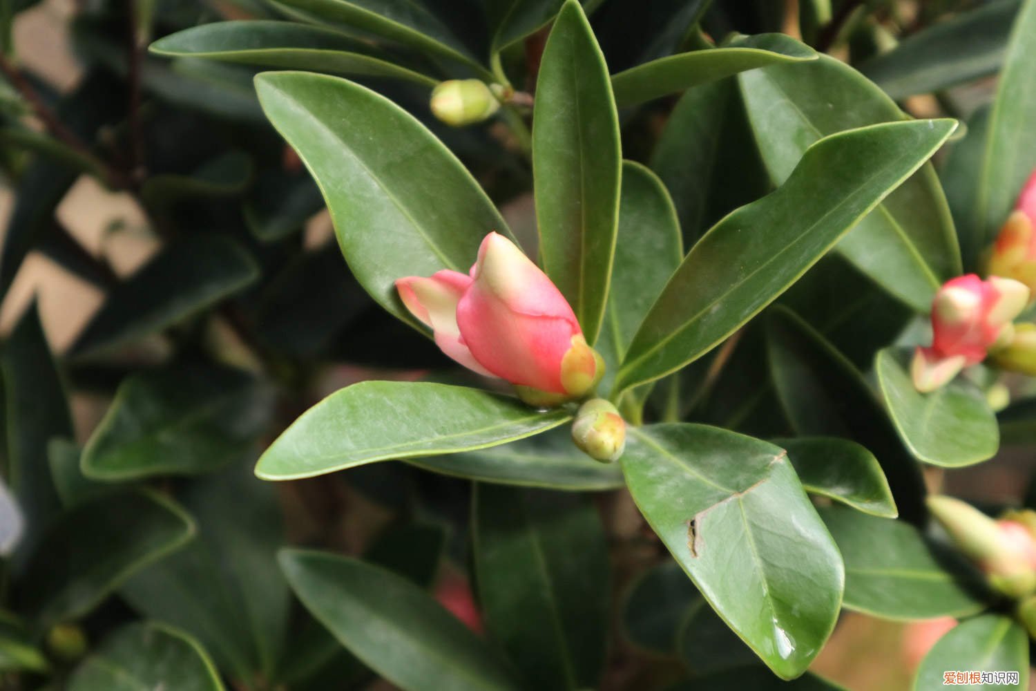 山茶花怎样养开花 山茶花小苗养几年能开花，山茶花小苗怎么养