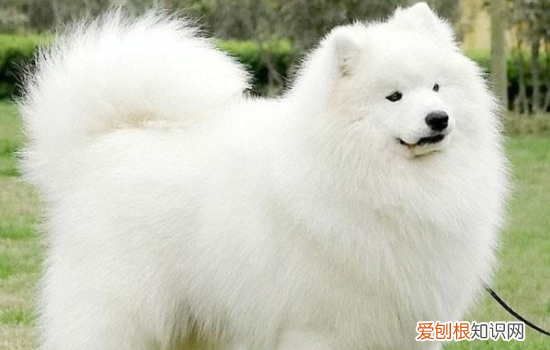 萨摩为什么有的大有的小 为什么有的萨摩体型较小