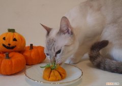猫咪可不可以吃蒸南瓜 猫能吃南瓜吗蒸熟的