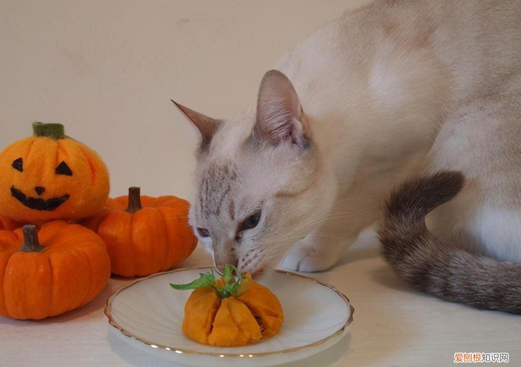 猫咪可不可以吃蒸南瓜 猫能吃南瓜吗蒸熟的