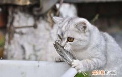 家里猫有跳蚤怎么办,家里猫有跳蚤怎么处理,家里猫有跳蚤怎么处理好